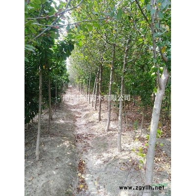 緊急處理占地4--5公分廣玉蘭，價格優(yōu)惠