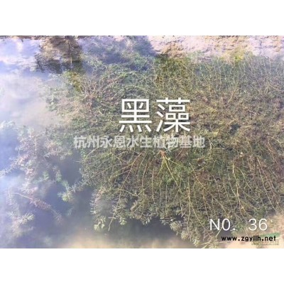 黃菖蒲 浙江黃菖蒲 浙江黃菖蒲價格