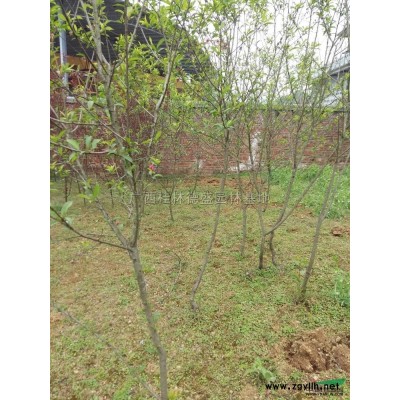 廣西紅花繼木價格優(yōu)惠,廣西紅花繼木大量低價供應(yīng)