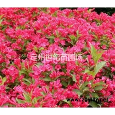 側(cè)柏簡介  側(cè)柏批發(fā)  河北側(cè)柏價格  河北側(cè)柏產(chǎn)地  定州側(cè)柏農(nóng)戶報價