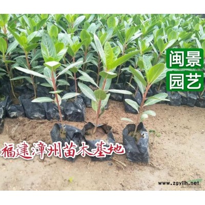 人參榕小盆景高40厘米福建漳州苗木基地批發(fā)價格價錢