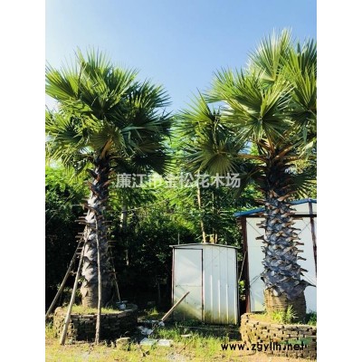 大量供應精品竹柏胸徑10-15