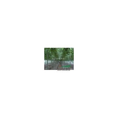 叢生黃櫨批發(fā) 4-6公分黃櫨