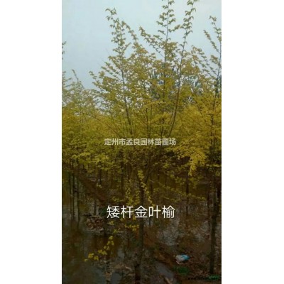 賣；側(cè)柏，沙地柏，檜柏，檜柏球，衛(wèi)矛，水蠟