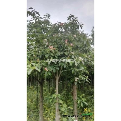 九江地區(qū)供應(yīng)移植香樟