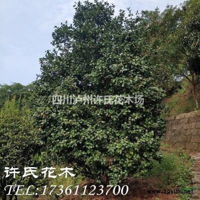 造型紅葉石楠，紅葉石楠主景樹，四川紅葉石楠，瀘州紅葉石楠