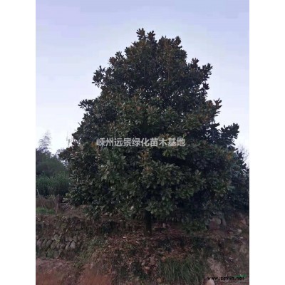 青梅小苗，晚櫻小苗，美國(guó)紅楓小苗