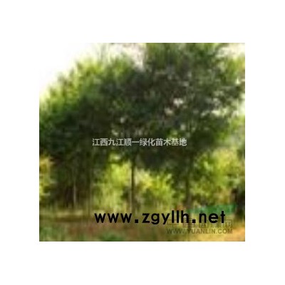 江西供應(yīng)竹柏3規(guī)格*