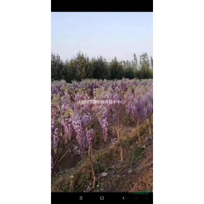 江蘇沭陽北海道黃楊大量低價供應
