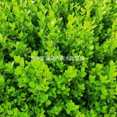 2021扶芳藤*新報價 綠化工程用苗 60公分大葉扶芳藤