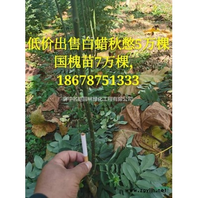 叢生紫薇