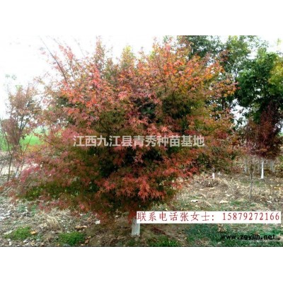 江西九江小葉女貞苗木供應，小葉女貞批發，小葉女貞供貨電話，