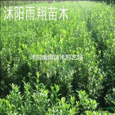 沭陽蜀檜報(bào)價(jià)，種植蜀檜價(jià)格報(bào)價(jià)
