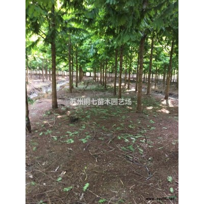 蘇州基地供應冠一米的金森女貞球低價供應/現(xiàn)有2000個金森女貞球供應