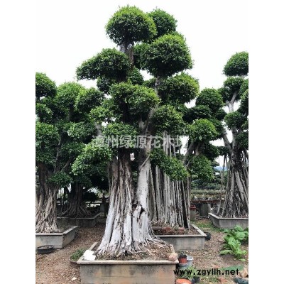 福建小葉榕自然狀態(tài)樁頭%多花三角梅樁頭盆景