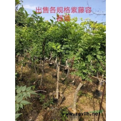 低價供應(yīng)黃金枸骨色塊容器苗