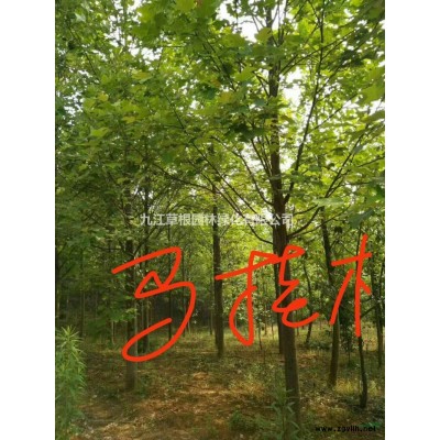 夾竹桃