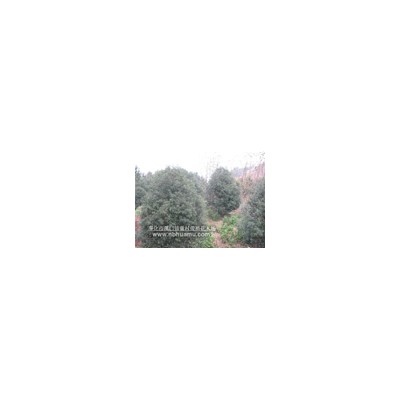 羅漢松/浙江羅漢松/造型羅漢松/雀舌羅漢松/寧波羅漢松