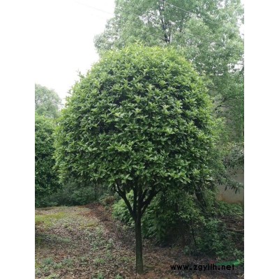 湖南益陽(yáng)骨架移植香樟袋苗苗圃直供多頭香樟叢生香樟多桿香樟欒樹