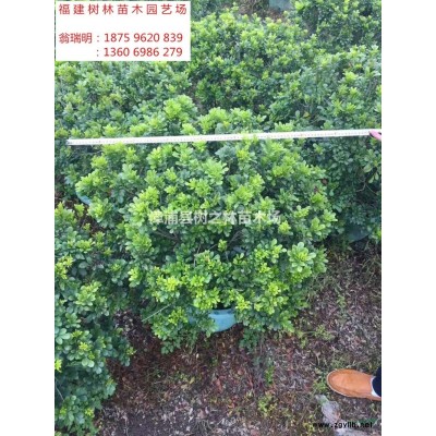 便宜出售叢生秋楓，叢生重陽木（拼桿的）