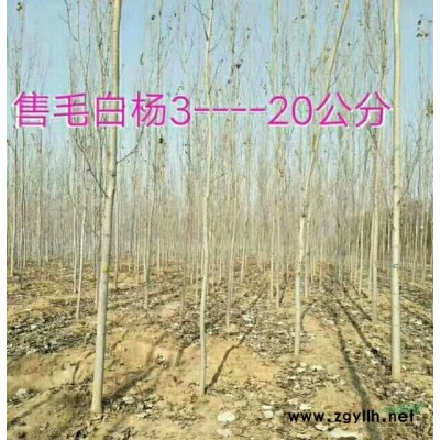 毛白楊 1-30公分 80000棵