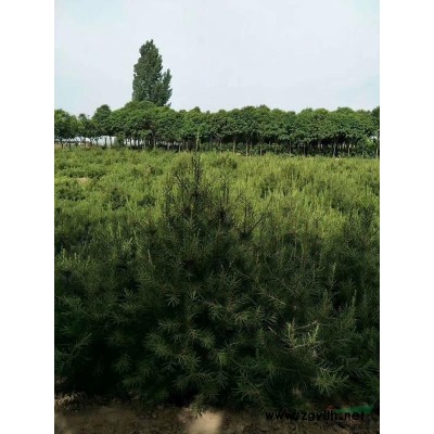 30畝苗圃低價轉讓，白皮松，櫻花，大葉女貞，七葉樹，國槐，桂花等