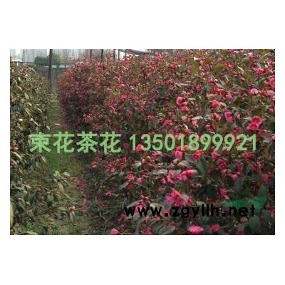 束花茶花“玫玉”綠籬景觀/束花茶花大量供應(yīng)