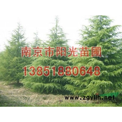 江蘇蜀檜*新價(jià)格，江蘇蜀檜圖片