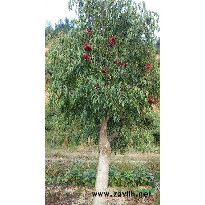 福建南平供應6-8公分玫瑰紅紫薇