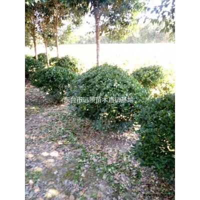 江蘇大葉黃楊球6介紹/特征/用途