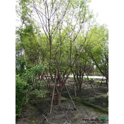 四川供應(yīng)紅花繼木球/紅檵木毛球/各種球類價(jià)格