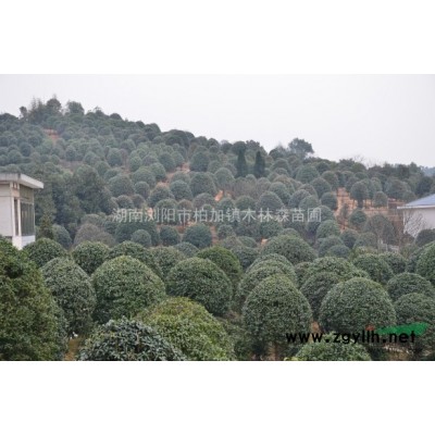 羅漢松 造型羅漢松 湖南羅漢松