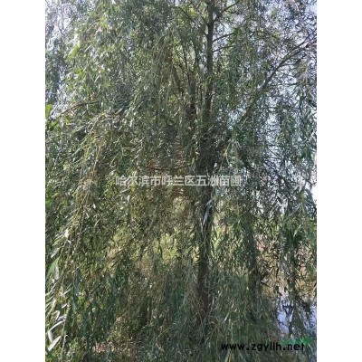 黑龍江哈爾濱苗木基地苗圃出售工程苗；三角楓（茶條槭）80cm,1米,1.2米大量有貨