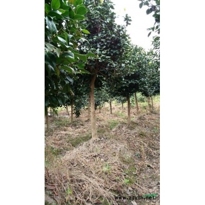 浙江單桿茶花 單桿茶花報(bào)價 單桿茶花市場需求量
