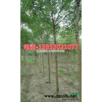 百年20公分石榴樹30公分石榴樹25公分石榴樹質(zhì)量價格市場