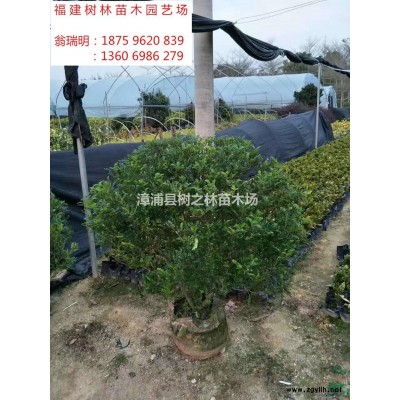 福建梔子花2介紹/特征/用途