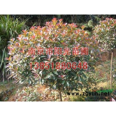 南京蜀檜價(jià)格,蜀檜小苗價(jià)格