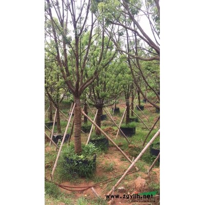 優(yōu)質(zhì)香樟苗*新價格/優(yōu)質(zhì)香樟苗報(bào)價