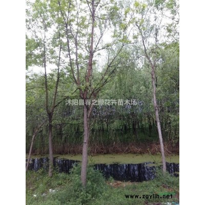 供應(yīng)金葉女貞 金葉女貞價格