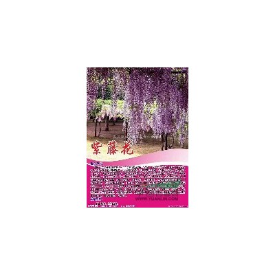 湖北地區(qū)供應(yīng)廣玉蘭
