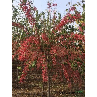 遼寧苗圃直銷木秀球 繡球花 大花水椏木樹形優美 常年批發