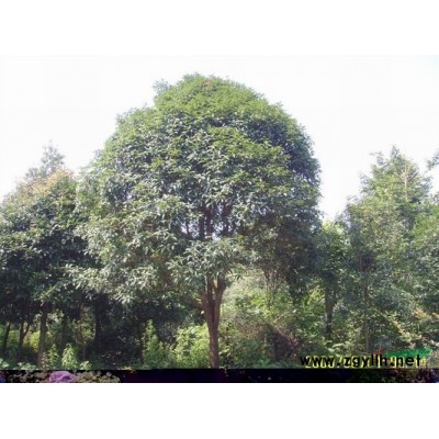 大量供應(yīng)四季桂球50---150的