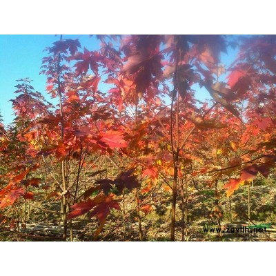 浙江嵊州，杜英、紅葉石楠大量供應(yīng)