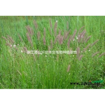 矮生花葉芒，金雞菊，荷蘭菊，黑心菊