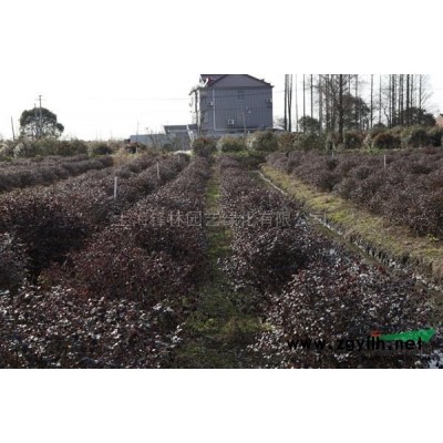 香樟5行情報價\香樟5圖片展示