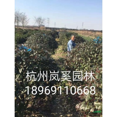 供應(yīng)精品木槿