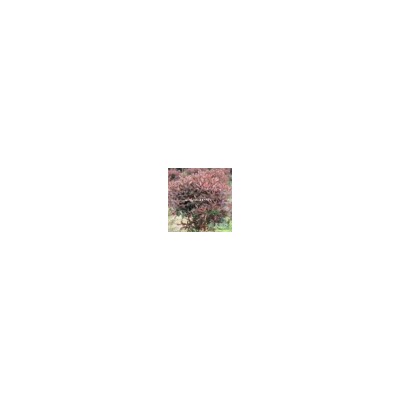 柳樹批發 公園行道綠化苗木垂柳樹苗 盆栽地栽金絲垂柳