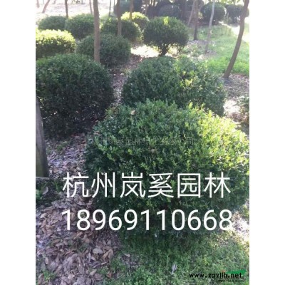 少量低價(jià)供應(yīng)80左右的大葉黃楊籬笆