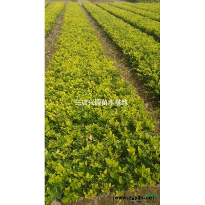供應紅葉石楠球、紅花繼木球、金色女貞各種球類