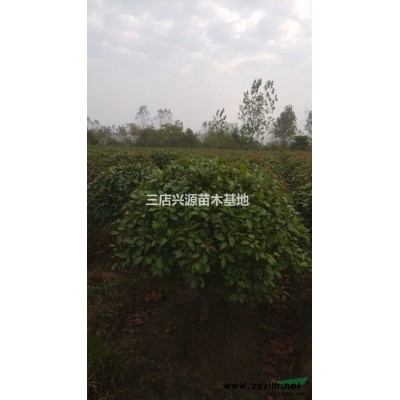 茶花供應